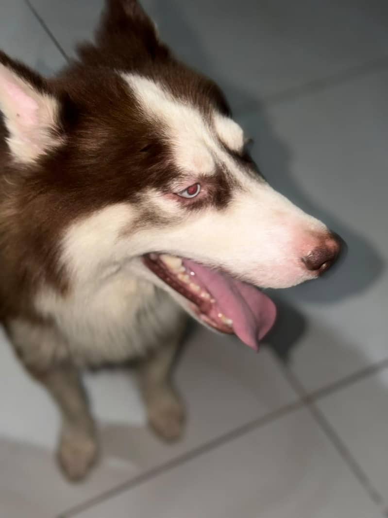 husky 3