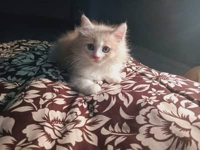 Persian kitten for sale