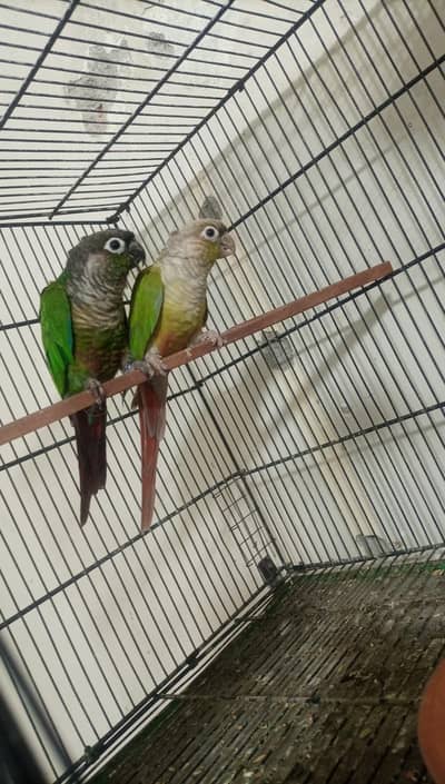 Green Chick Conure