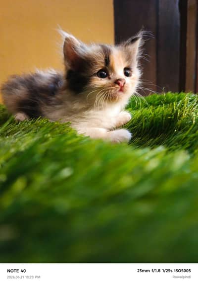 Persian kittens available