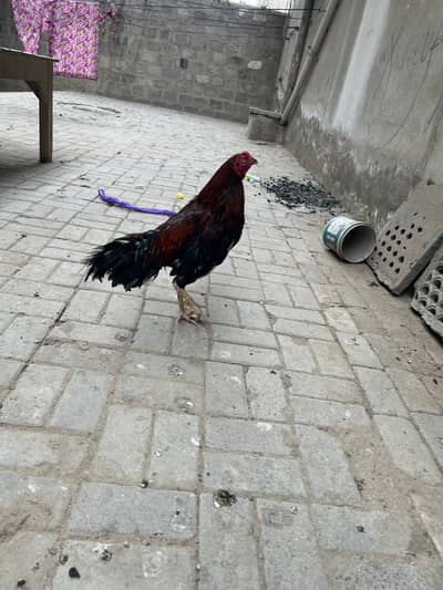 Aseel pair for sale