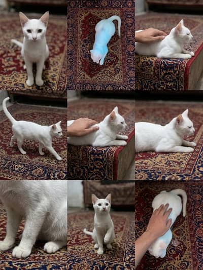 Cat for sale