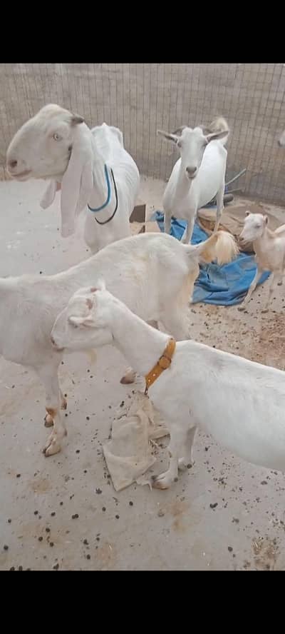goats setup for sale on urgent basics