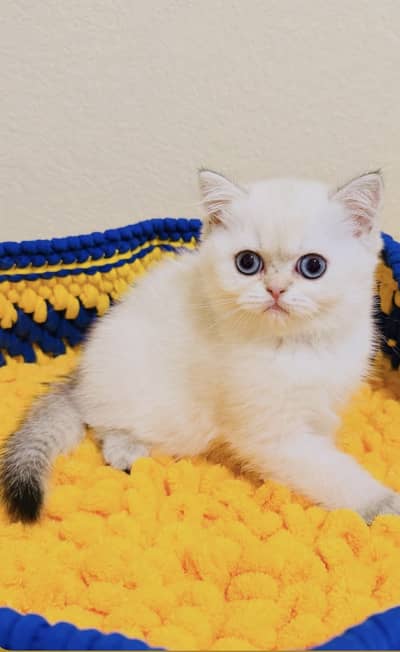 British Short Hair Imported Kittens