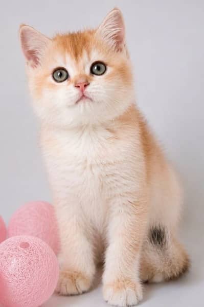 BRITISH SHORT HAIR IMPORTED KITTENS
