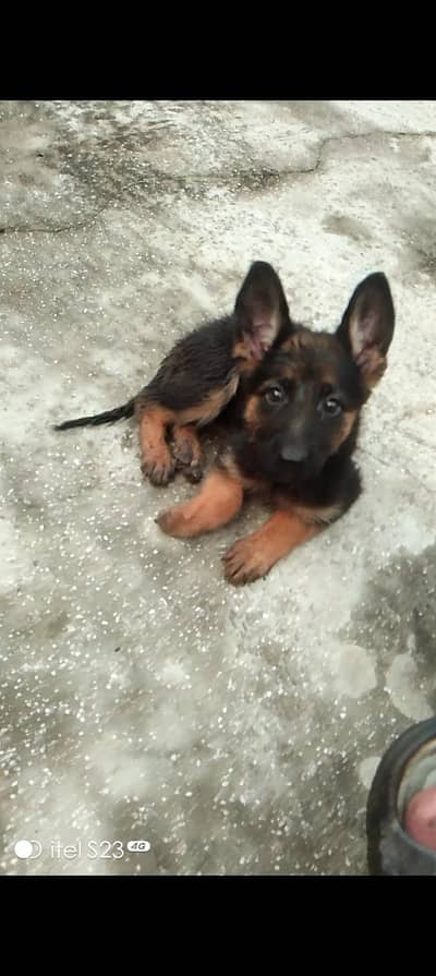 Black Mask German Shepherd Female Puppy