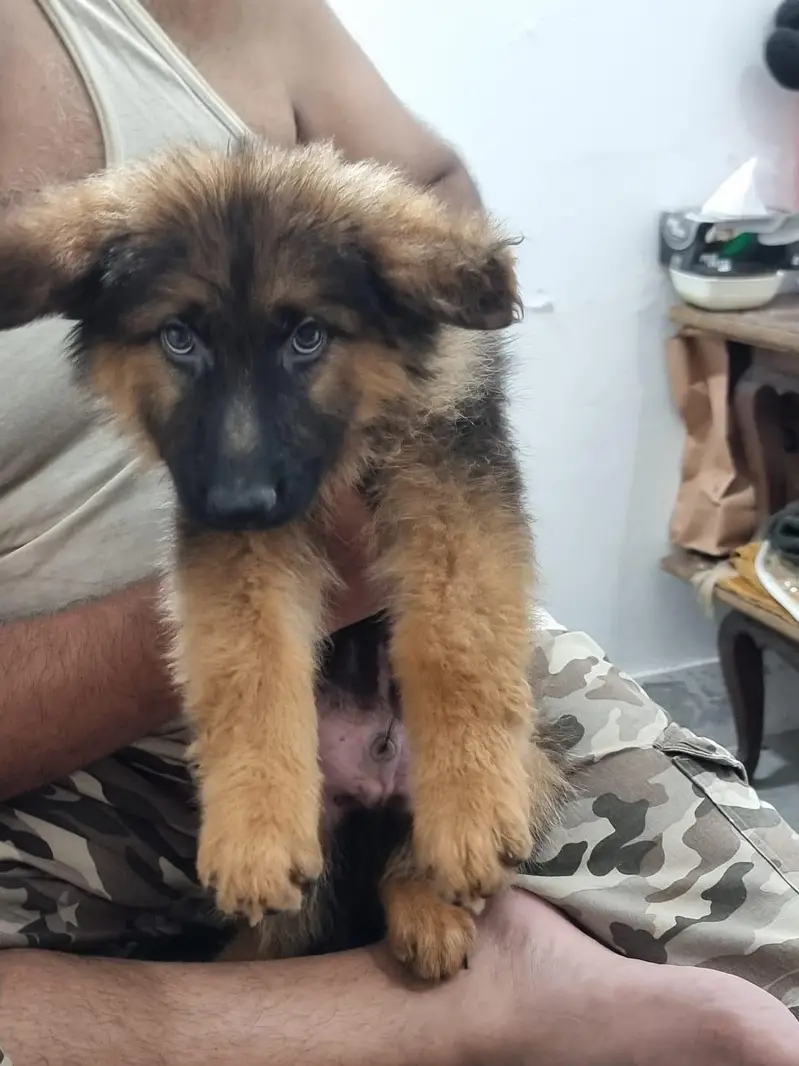 German Shepherd Long Coat Male puppy