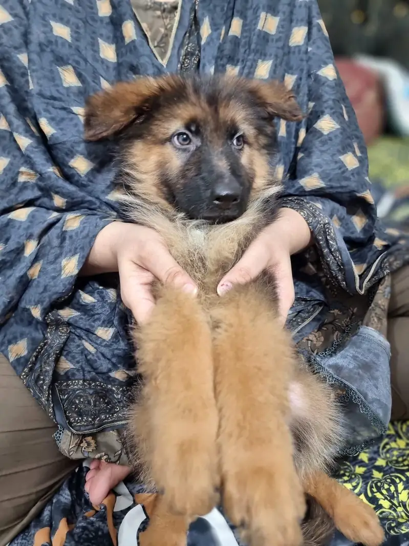 German Shepherd Long Coat Male puppy — photo 2