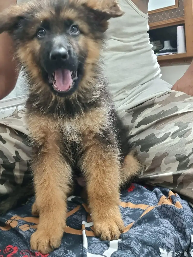 German Shepherd Long Coat Male puppy — photo 3
