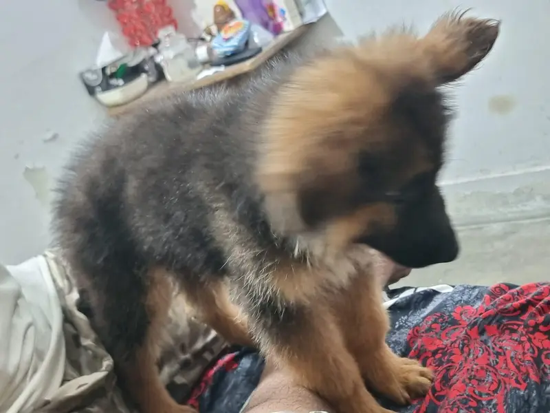 German Shepherd Long Coat Male puppy — photo 4