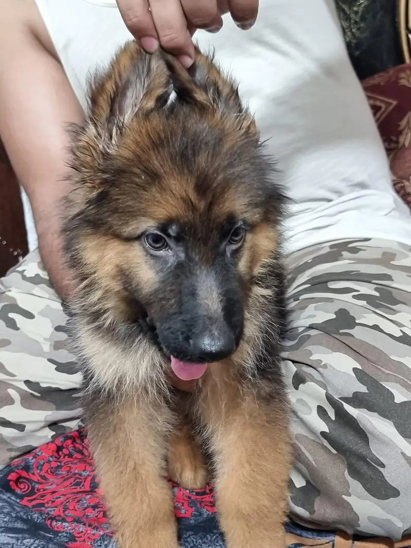 German Shepherd Long Coat Male puppy — photo 5