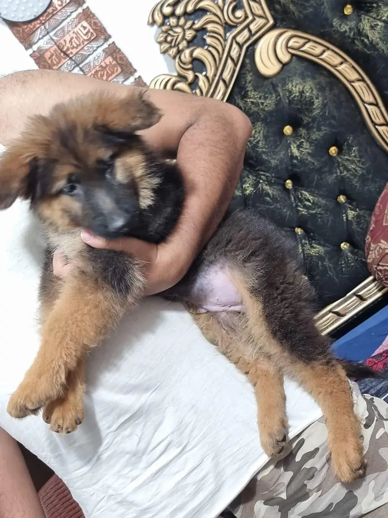 German Shepherd Long Coat Male puppy — photo 6