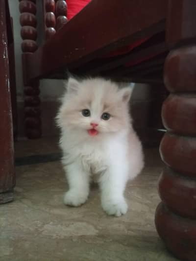 cute and healthy kittens for sale