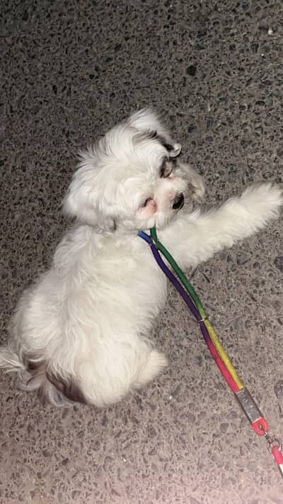 Toy Dog