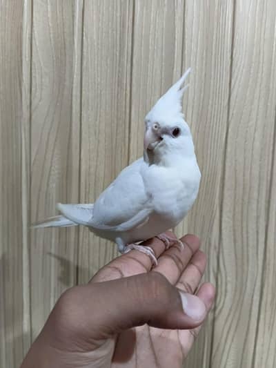 For sale