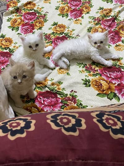 Persian cat