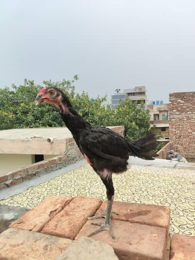 Panis Pakoya Aseel
