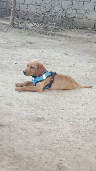 v. butyfull puppie.