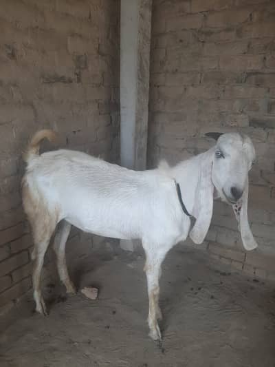 Aik 2 dand aik ho Raha hy 03345909087