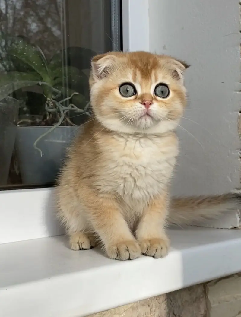 Scottish Fold