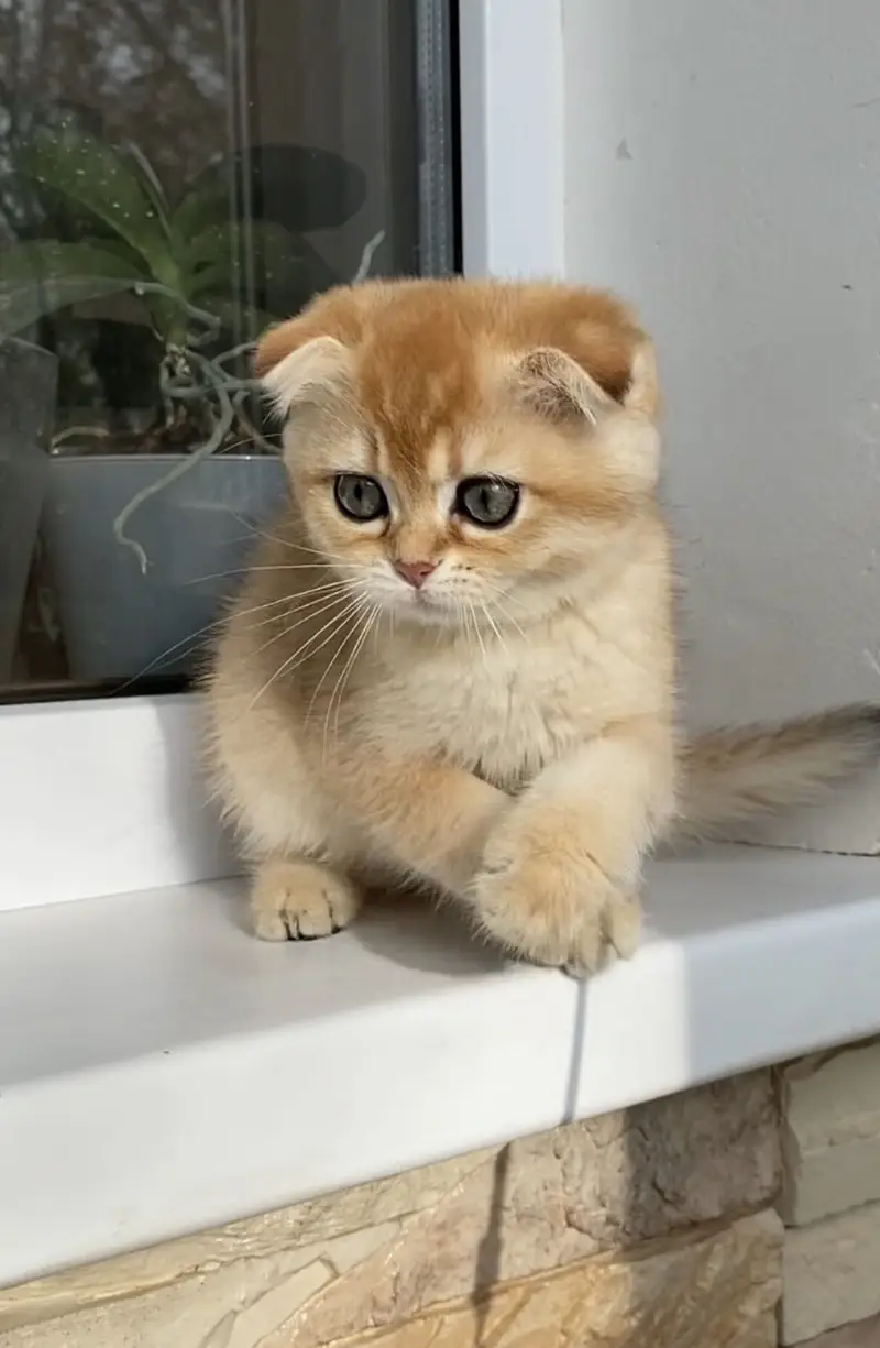 Scottish Fold — photo 2