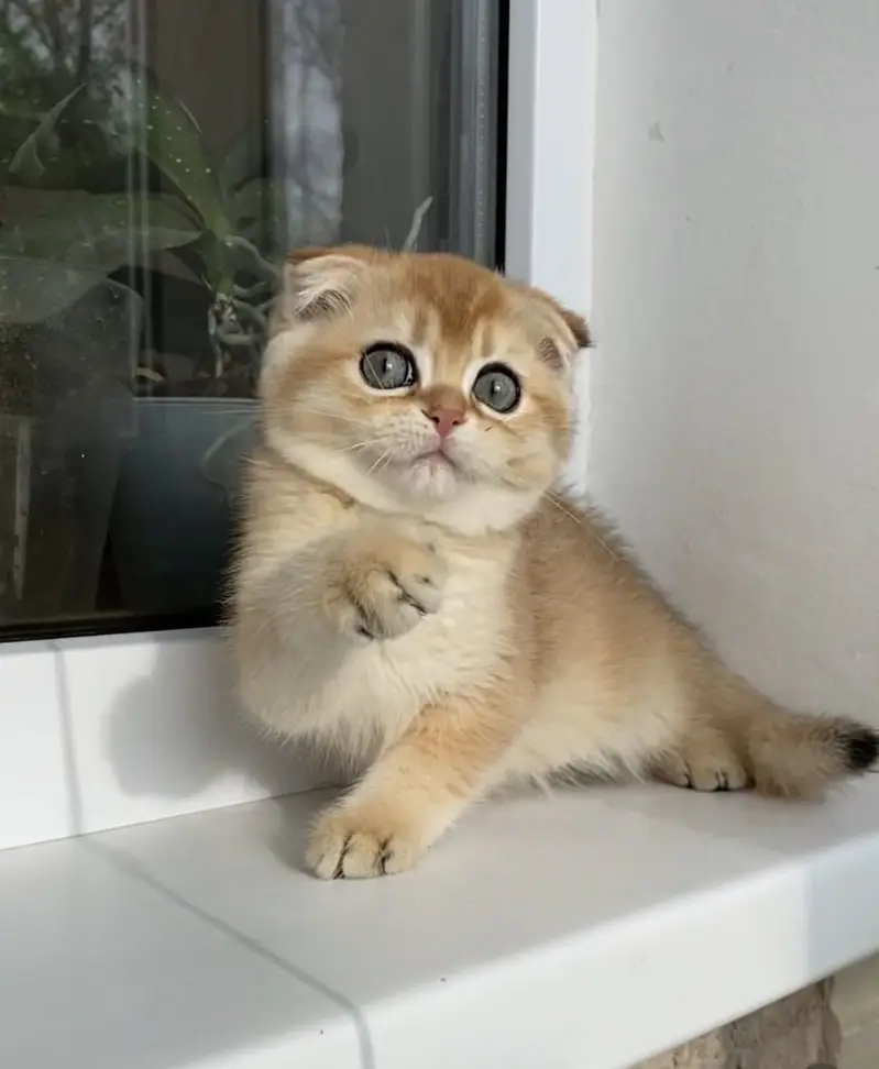 Scottish Fold — photo 3