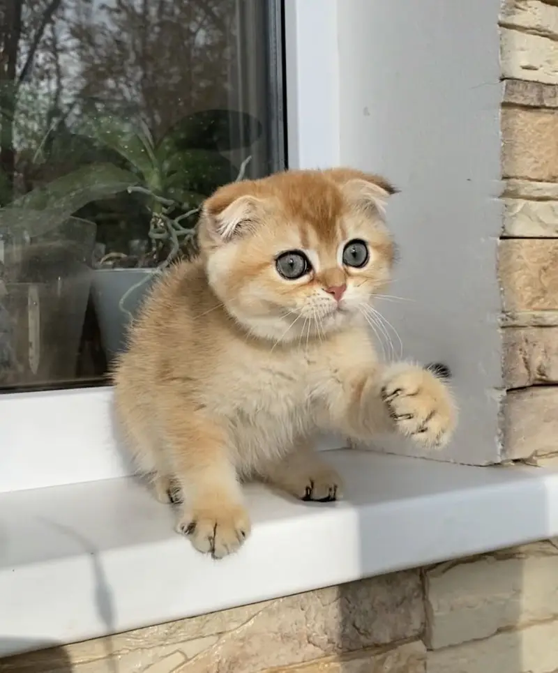 Scottish Fold — photo 4
