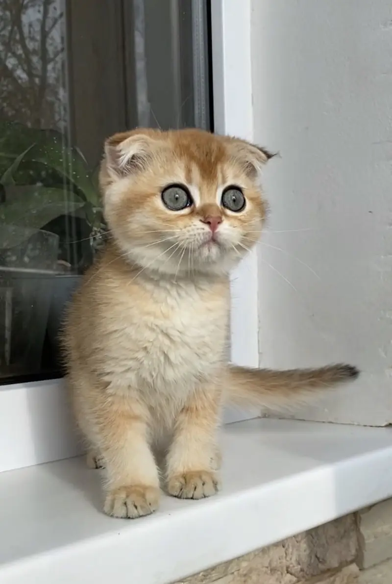Scottish Fold — photo 5