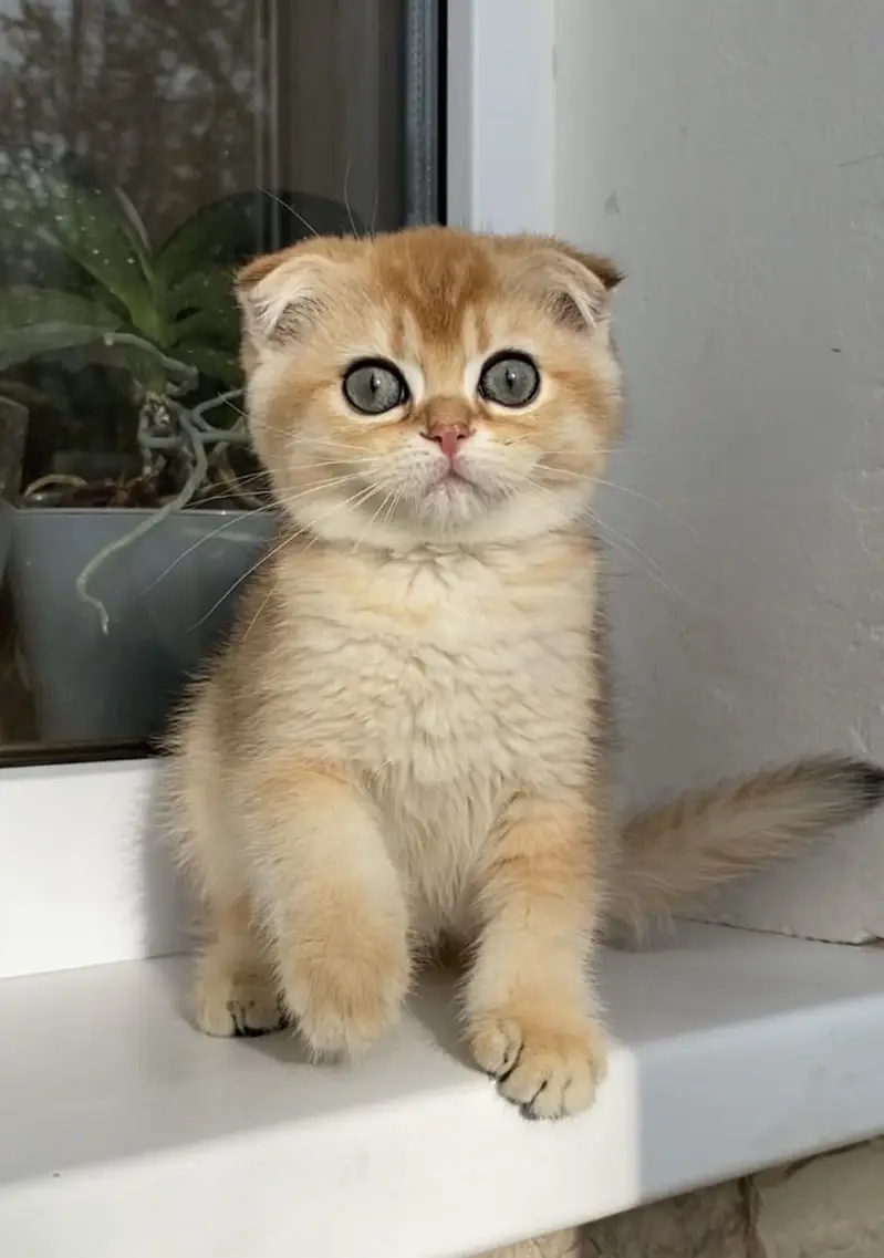 Scottish Fold — photo 6