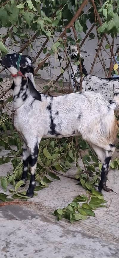 2 Months Pregnant Goat | 18-20 KG | 60,000 Final | Islamabad