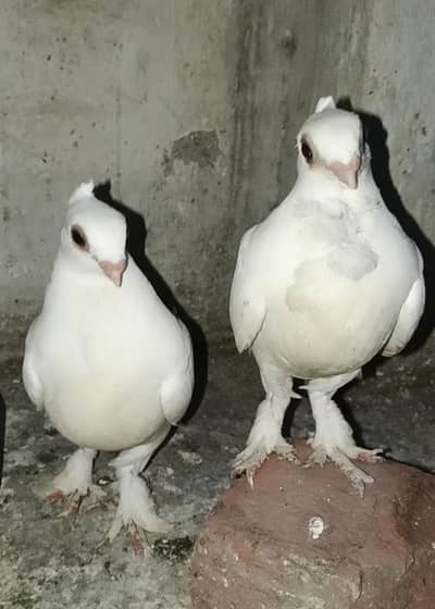 white sentient chicks same cluch pair