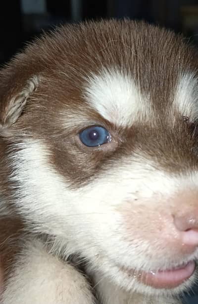 husky  puppy available 45000