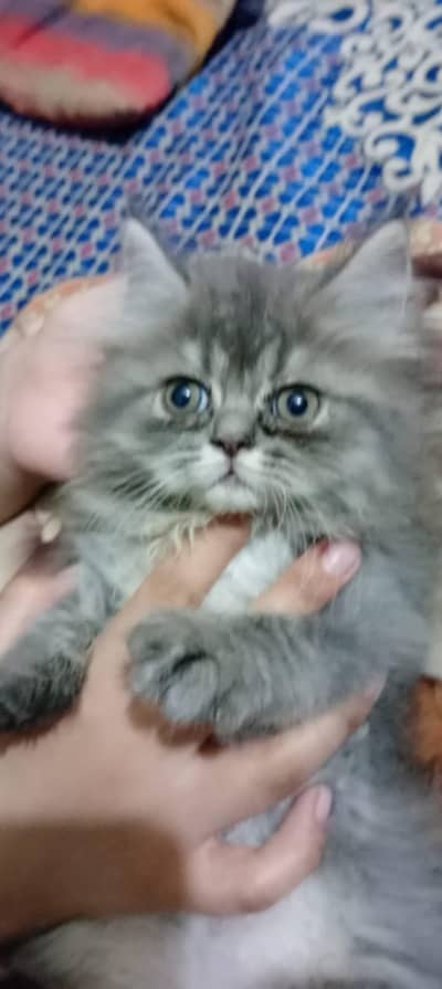 Persian triple cotted kittens for sale