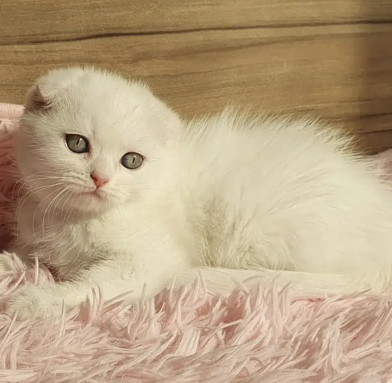 Scottish Fold