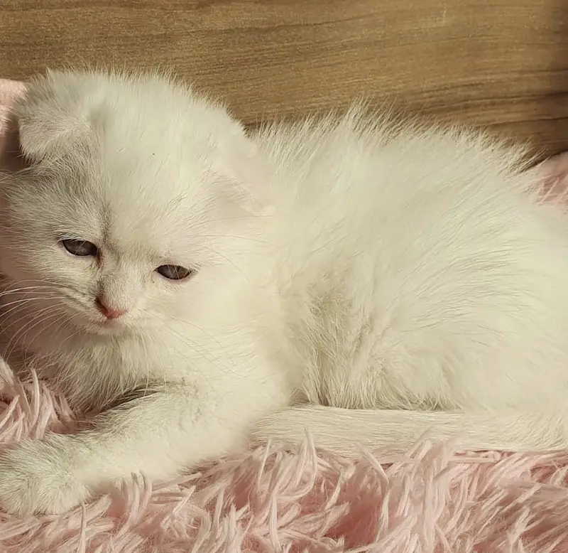 Scottish Fold — photo 2