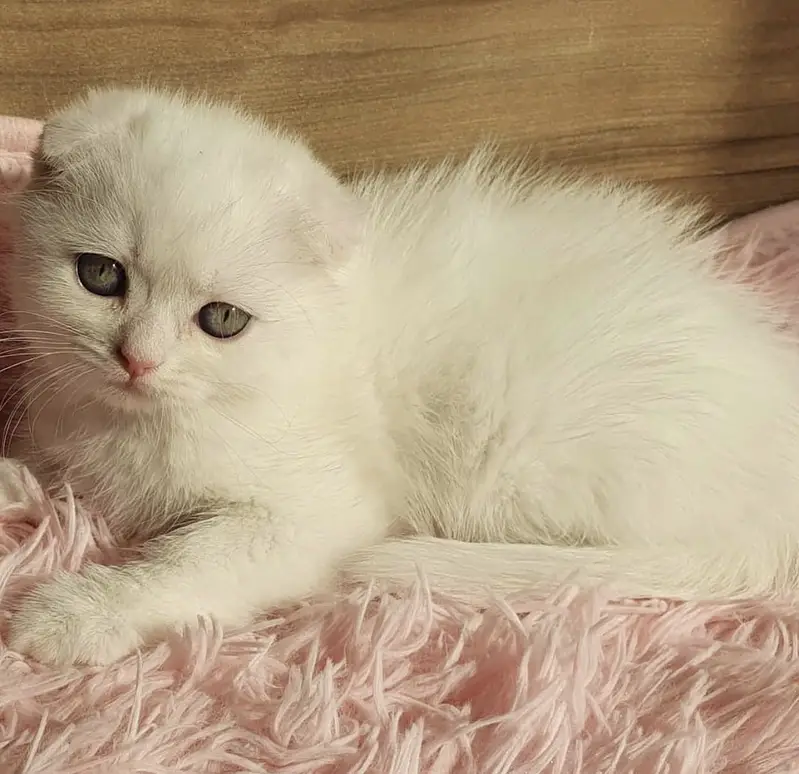 Scottish Fold — photo 3