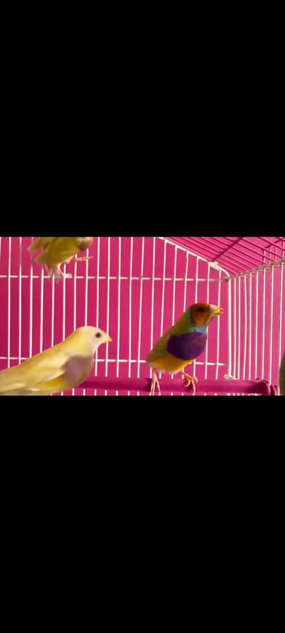 Gouldians