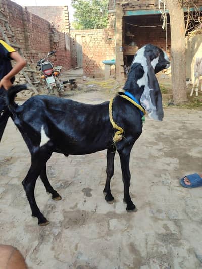 dasi bakra munasib price men