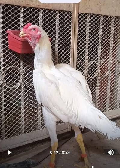 white shamoo pathay available