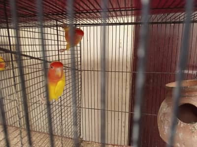 love bird lotino