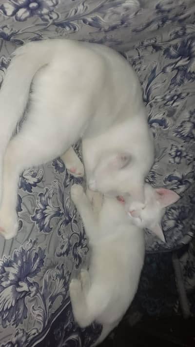 cat mene billi