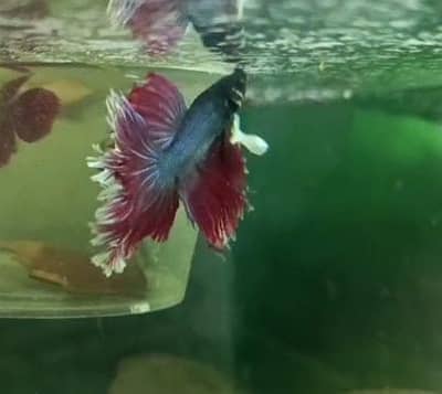 Betta,Tetra,Barb,Guppy,Algae Eater,Shrimps