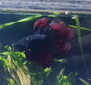Betta,Tetra,Barb,Guppy,Algae Eater,Shrimps — photo 2