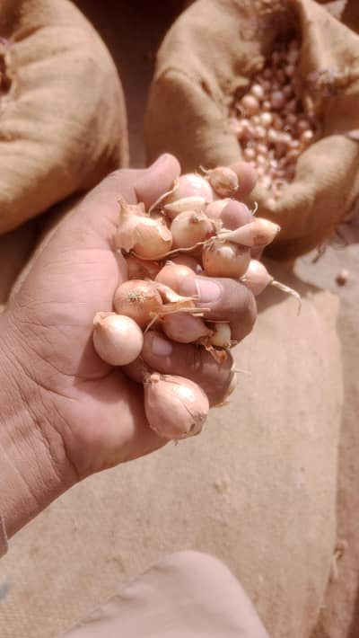 Small onion seeds blori beej
