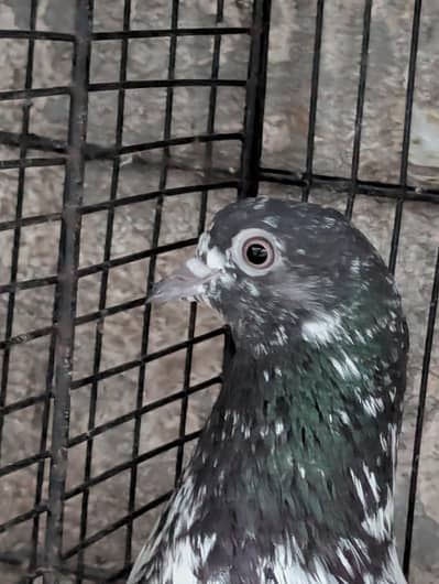 Rampuri female