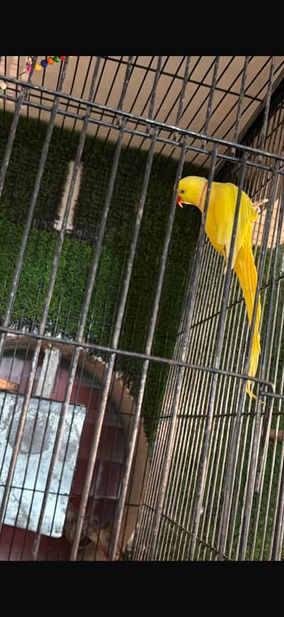 Yellow ring neck male, female & goldian pair