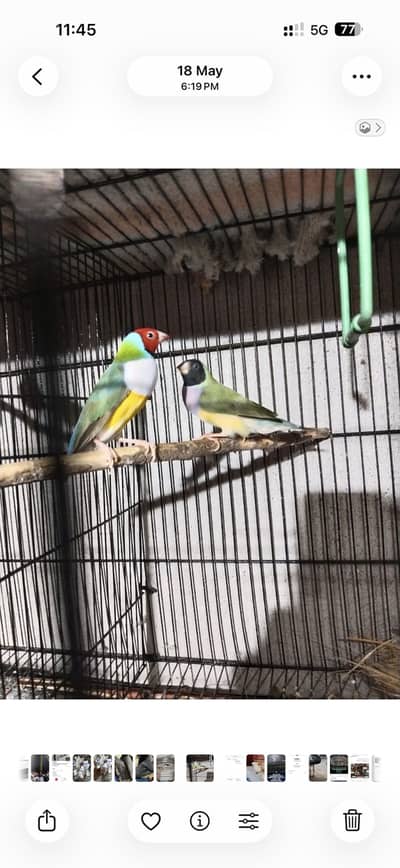 goldian  breeder pair