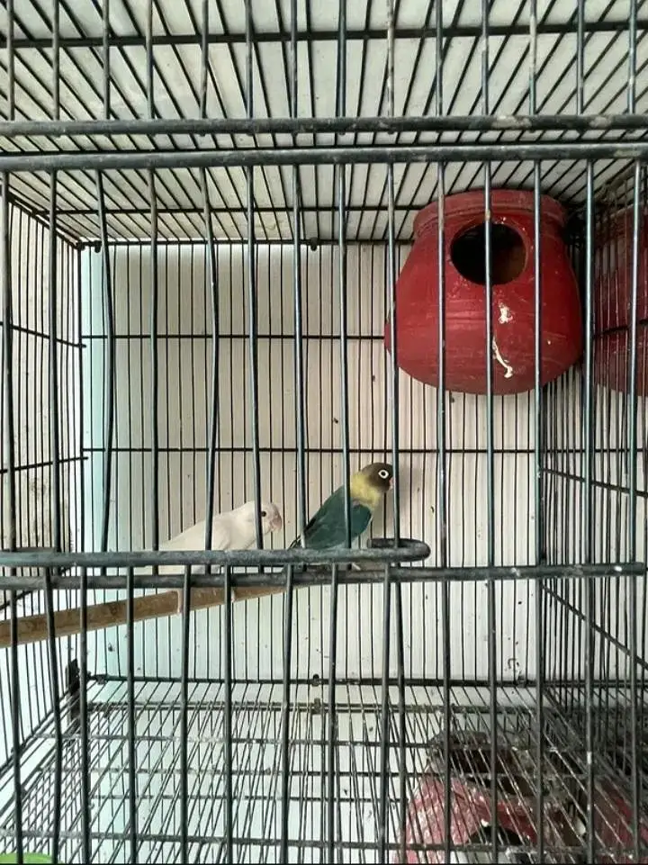 love bird and jawa whole setup — photo 3