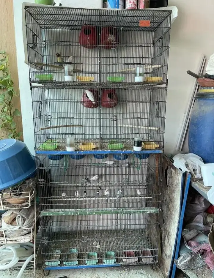 love bird and jawa whole setup — photo 4