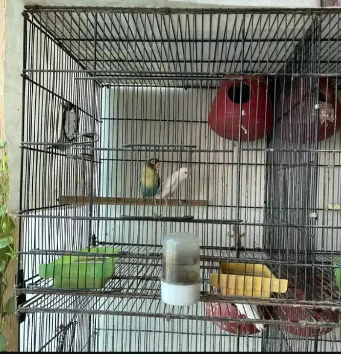 love bird and jawa whole setup — photo 8